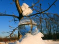 Tree in glassball 1 Royalty Free Stock Photo