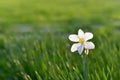 First field spring flowers narcissus in  meadow Royalty Free Stock Photo