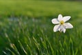 First field spring flowers narcissus in meadow Royalty Free Stock Photo