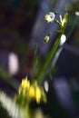 First field spring flowers snowdrop