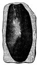The first fish, Devonian period, Cephalaspis lloydii, vintage engraving