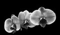 First floor black and White flowers orchidee Royalty Free Stock Photo