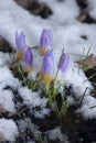 First flower Crocus in the snow-covered garden in snow Royalty Free Stock Photo