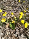 First spring flower mother-stepmother in the garden Royalty Free Stock Photo