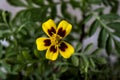 The first flower is marigold in seedlings