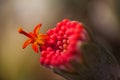 First Flower. Senecio fulgens 8706