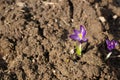 The first flower of spring. Lilac crocus