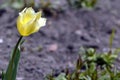 First flower of yellow tulip, spring time. Background with copy space Royalty Free Stock Photo