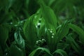 First flowering lily-of-the-valley in the shady garden Royalty Free Stock Photo