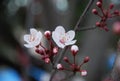 The first flowering in Spain. The beginning of spring in Toledo Royalty Free Stock Photo