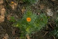 First flowering yields of yellow marigold plant in Indian horticulture