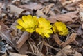 First flowers afrer winter