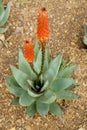 First flowers of Aloe arborescens