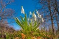 First flowers as snowdrops in early Spring at sunrise in the morning in forest Royalty Free Stock Photo