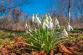 First flowers as snowdrops in early Spring at sunrise in the morning in forest Royalty Free Stock Photo