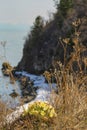 The first flowers on the banks of the Baikal lake Royalty Free Stock Photo