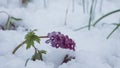 Corydalis first flowers covered with unexpected snow on a cold and cloudy spring morning Royalty Free Stock Photo