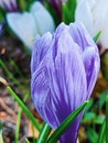 First flowers in early spring. White crocuses close-up Royalty Free Stock Photo