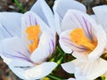 First flowers in early spring. White crocuses close-up Royalty Free Stock Photo