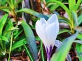 First flowers in early spring. White crocuses close-up Royalty Free Stock Photo