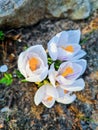 First flowers in early spring. White crocuses close-up Royalty Free Stock Photo
