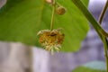 first flowers of my kiwi tree