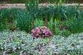 The first flowers of lilac primrose on a flowerbed in spring