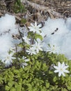 The first flowers in the snow Royalty Free Stock Photo