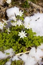 The first flowers in the snow Royalty Free Stock Photo