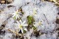 The first flowers are snowdrops. Spring flowers through melting snow Royalty Free Stock Photo