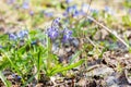 The first flowers of spring. Blue delicate fragile flowers in the spring forest