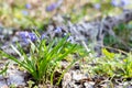 The first flowers of spring. Blue delicate fragile flowers in the spring forest