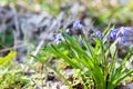 The first flowers of spring. Blue delicate fragile flowers in the spring forest