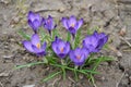 First flowers of spring crocuses,spring flowers, crocus flowers in the garden in the woods and in the park bloom