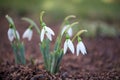 First flowers in spring - delicate snowdrops