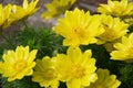 The first flowers in the spring. The plant is small, has large yellow cup-shaped flowers. First bees in flowers Royalty Free Stock Photo