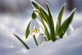 First flowers. Spring snowdrops bloom in the snow. Royalty Free Stock Photo