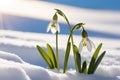 First flowers. Spring snowdrops bloom in the snow. Royalty Free Stock Photo