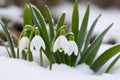 First flowers. Spring snowdrops bloom in the snow. Royalty Free Stock Photo