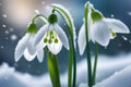 First flowers. Spring snowdrops bloom in the snow. Royalty Free Stock Photo