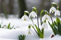 First flowers. Spring snowdrops bloom in the snow. Royalty Free Stock Photo