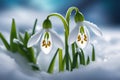 First flowers. Spring snowdrops bloom in the snow. Royalty Free Stock Photo