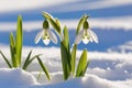 First flowers. Spring snowdrops bloom in the snow. Royalty Free Stock Photo