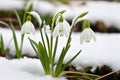 First flowers. Spring snowdrops bloom in the snow. Royalty Free Stock Photo