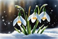 First flowers. Spring snowdrops bloom in the snow. Royalty Free Stock Photo