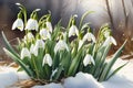 First flowers. Spring snowdrops bloom in the snow. Royalty Free Stock Photo