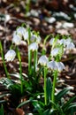 First flowers of spring. Snowdrops flowers on a background of a Royalty Free Stock Photo