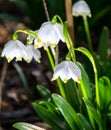 First flowers of spring. Snowdrops flowers on a background of a Royalty Free Stock Photo