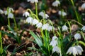 First flowers of spring. Snowdrops flowers on a background of a Royalty Free Stock Photo