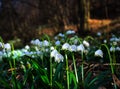 First flowers of spring. Snowdrops flowers on a background of a Royalty Free Stock Photo